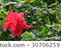 Red flower, China rose, Shoe flower, Chinese hibis 30706259