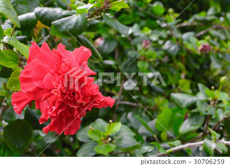 Red flower, China rose, Shoe flower, Chinese hibis Red flower, China rose, Shoe flower, Chinese hibis 30706259