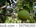 Pomelo fruit on the tree garden. Citrus maxima  30706260