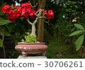 Desert Rose, Impala Lily, Mock Azalea tree or Aden 30706261