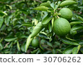 Green lemon or lime tree. 30706262
