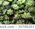 Lotus in market 30706263