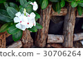 White flower called Catharanthus Roseus 30706264
