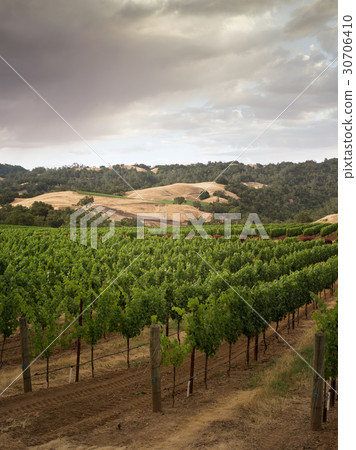Napa Napa 30706410