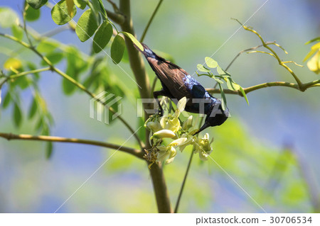 Image of a bird (purple sunbird). Wild Animals. 30706534