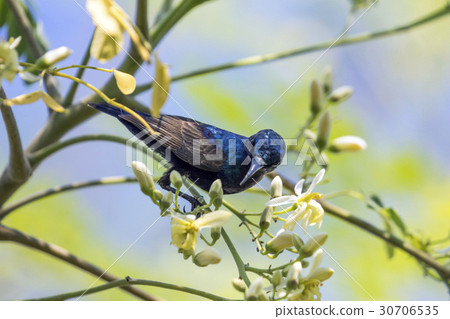 Image of a bird (purple sunbird). Wild Animals. Image of a bird (purple sunbird). Wild Animals. 30706535