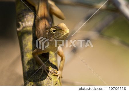 Image of chameleon on nature background. Reptile 30706538