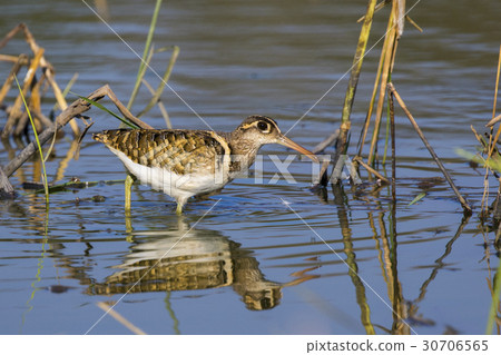 Image of birds are looking for food. 30706565