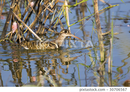Image of birds are looking for food. Image of birds are looking for food. 30706567