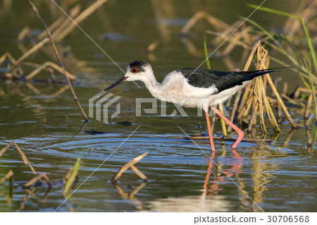 Bird black-winged stilt are looking for food Bird black-winged stilt are looking for food 30706568