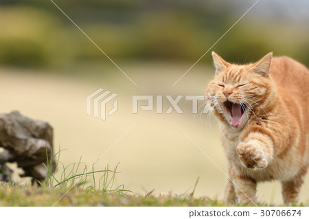 Stray of a stray cat 30706674