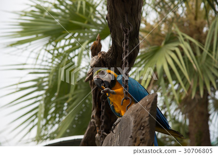 Ma-core parrot 30706805