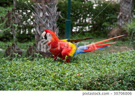 Ma-core parrot Ma-core parrot 30706806