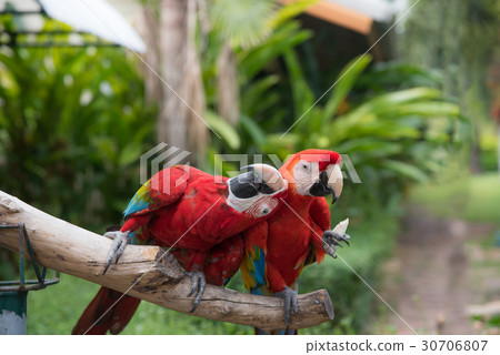 Ma-core parrot 30706807