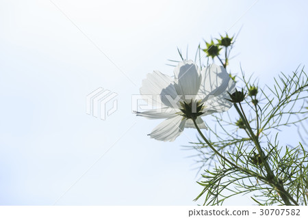 Cosmos Cosmos 30707582