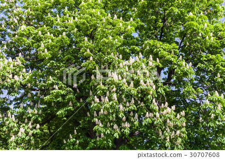 flowering horse chestnut - symbol of Kiev city flowering horse chestnut - symbol of Kiev city 30707608