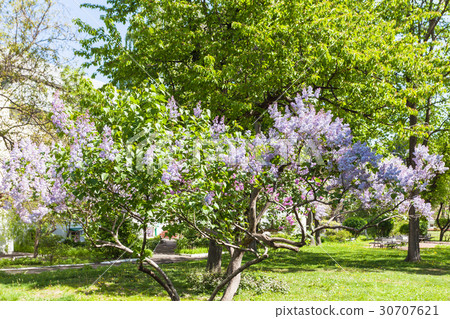 blossoming lilac in Kiev city in spring 30707621