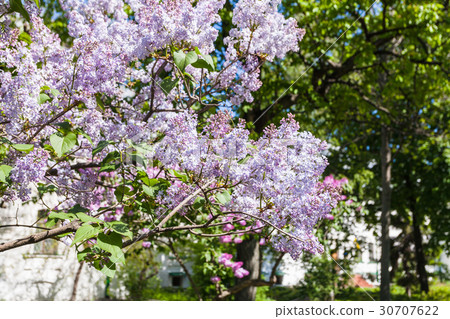 lilac twigs with flowers in in Kiev city in spring 30707622