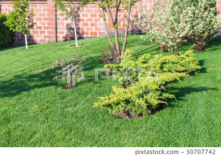 decorative bushes and trees on manicured lawn 30707742