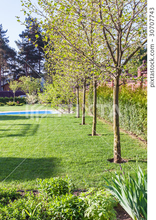 well-groomed lawn with pool on backyard well-groomed lawn with pool on backyard 30707743