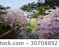 Cherry Blossoms	 30708892