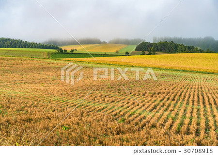 "Hokkaido" Biei · countryside in the morning 30708918