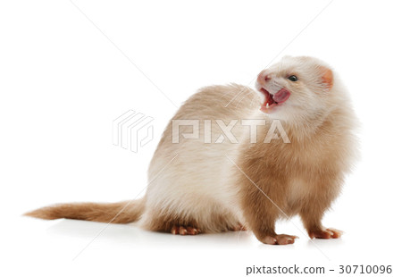 Cute red ferret Cute red ferret 30710096
