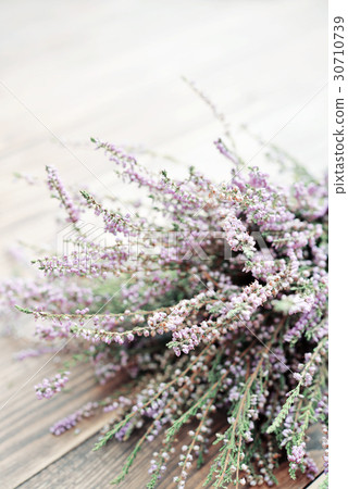 Calluna vulgaris, heather 30710739
