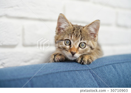 Cute little kitten Cute little kitten 30710903