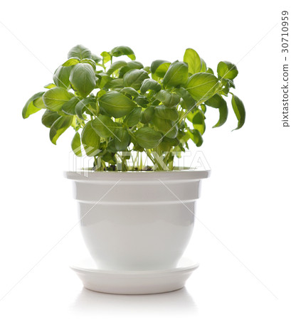 Basil in a white clay pot Basil in a white clay pot 30710959