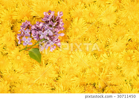 Branch of purple lilac on dandelions 30711450