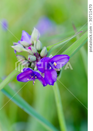 Murasakiyukusa Murasakiyukusa 30711470