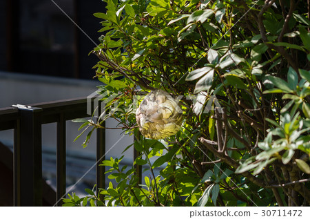 Wasp of the hornet 30711472