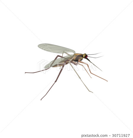 Mosquito isolated. Insect. Gnat macro view 30711927