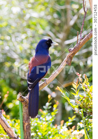 琉球松鴉 30712458