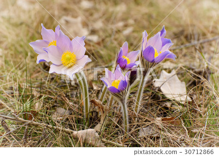 Pasque-flower in nature Pasque-flower in nature 30712866