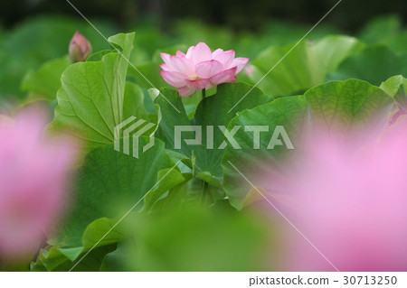 一朵蓮花 30713250