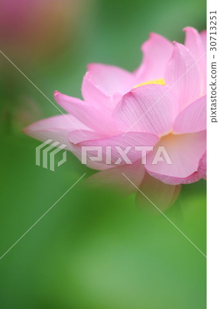 一朵蓮花 30713251