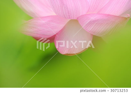 一朵蓮花 30713253