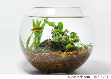 betta in fishbowl 30713281