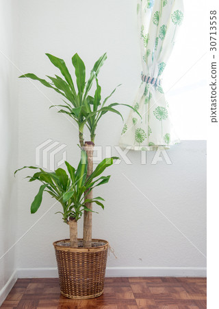 dracaena 01 30713558