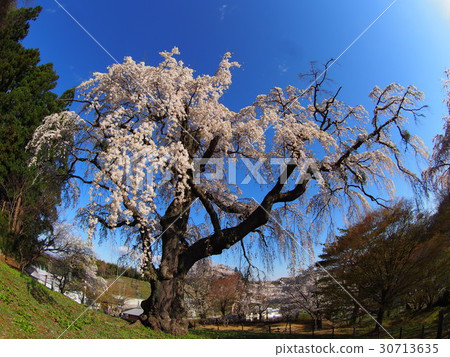 Eighth inner cane cherry tree 30713635