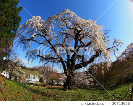 Eighth inner cane cherry tree 30713636