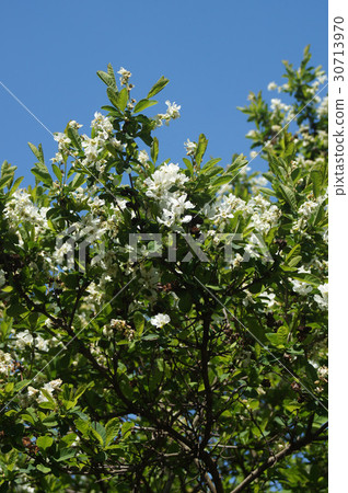 Wanagisakura 30713970