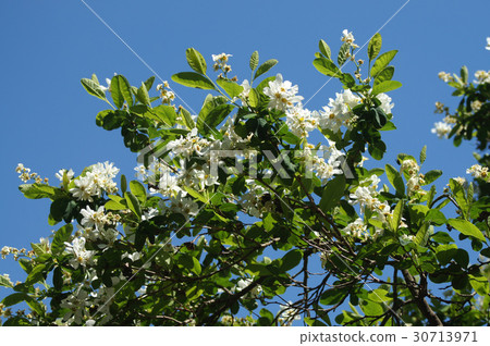 Wanagisakura 30713971