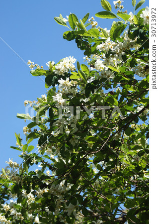 Wanagisakura 30713972