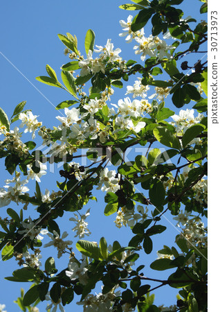 Wanagisakura 30713973