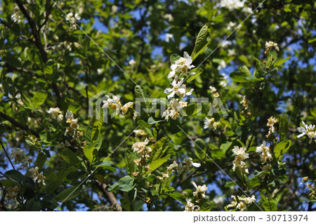 Wanagisakura Wanagisakura 30713974