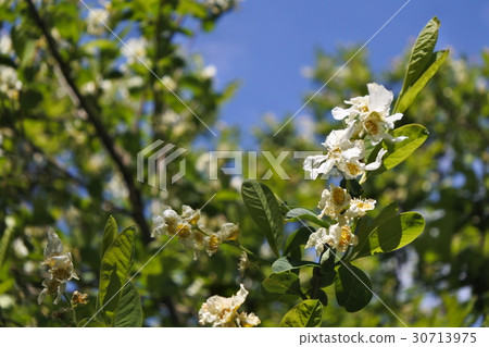 Wanagisakura 30713975