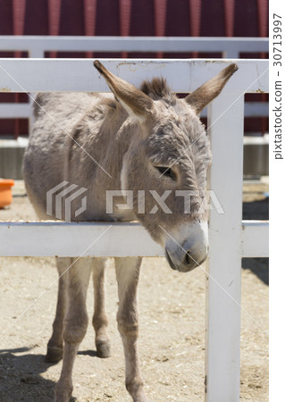 Ranch's ass Ranch's ass 30713997